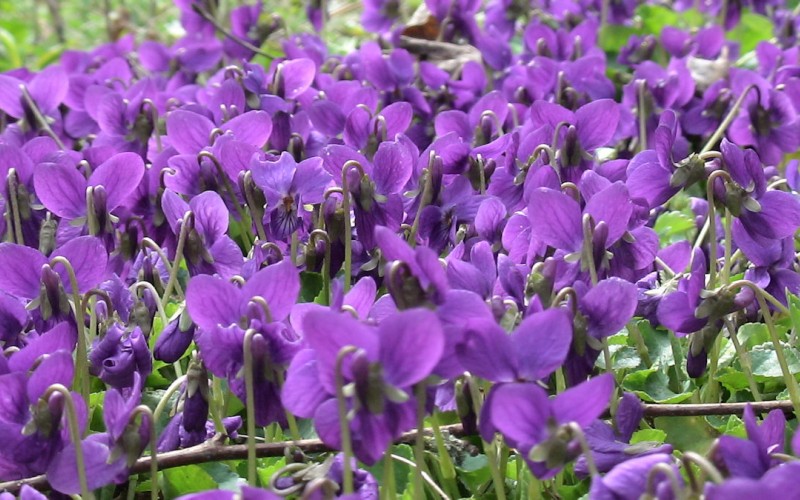 coroncina di violette